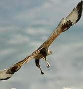 Long-legged Buzzard