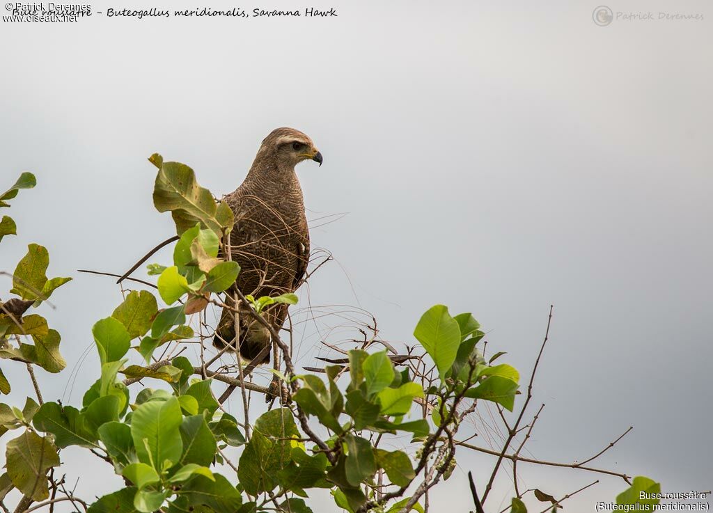 Savanna Hawk, identification, habitat