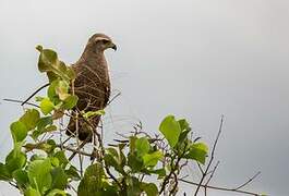 Savanna Hawk