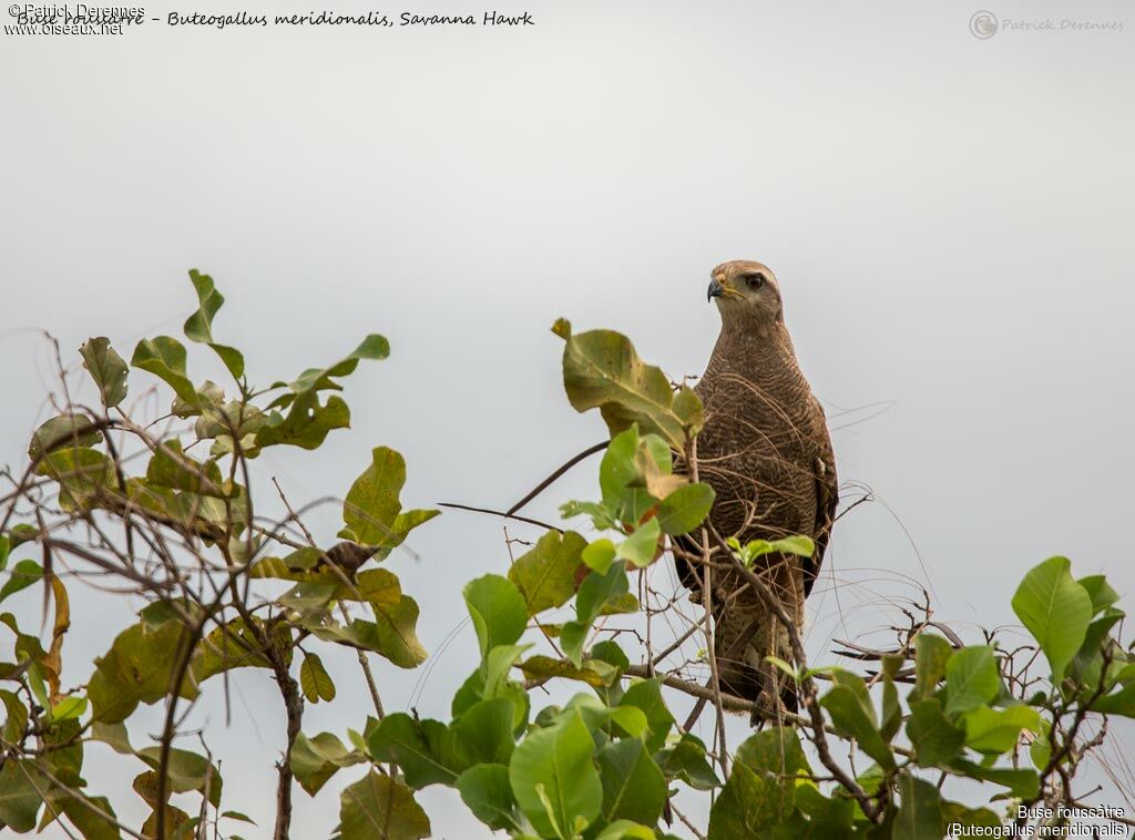 Buse roussâtre, identification, habitat