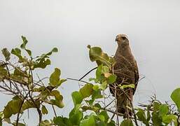 Savanna Hawk