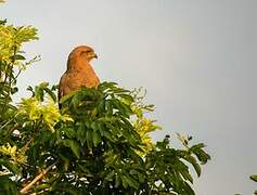 Savanna Hawk