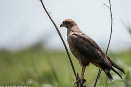 Savanna Hawk