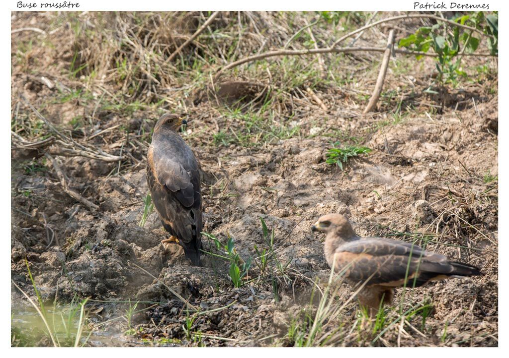 Buse roussâtre, identification, habitat