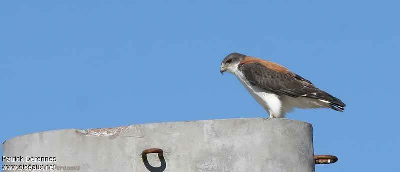 Variable Hawkadult, identification