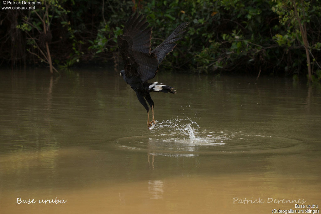 Great Black Hawkadult, identification, habitat, feeding habits, fishing/hunting