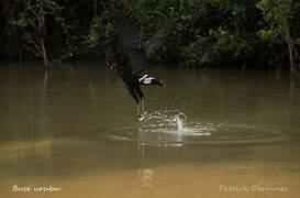 Great Black Hawk