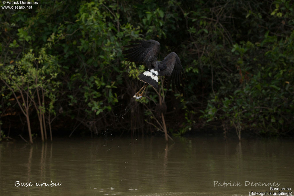 Great Black Hawkadult, identification, habitat, Flight, feeding habits, fishing/hunting