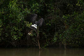 Great Black Hawk