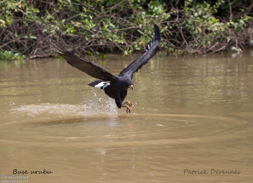 Great Black Hawkadult, Flight, fishing/hunting