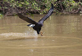 Great Black Hawk