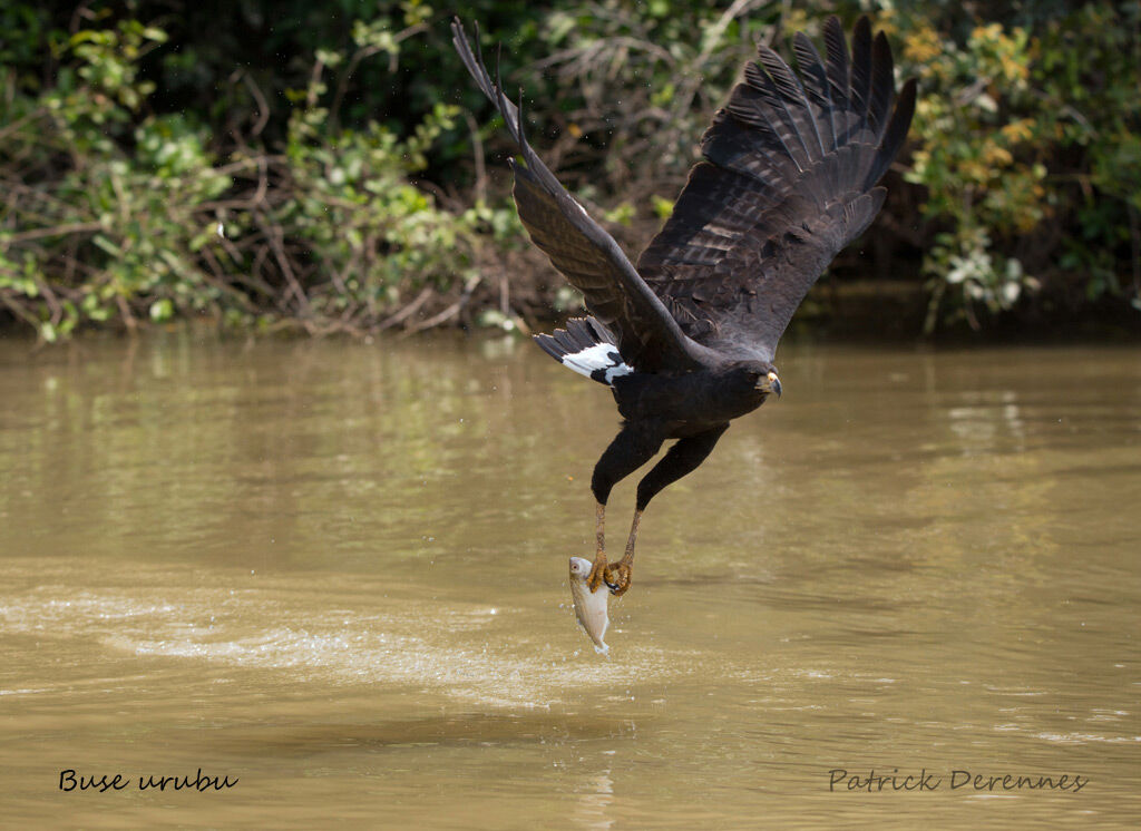 Great Black Hawkadult, identification, habitat, Flight, feeding habits, fishing/hunting