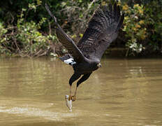 Great Black Hawk