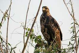 Great Black Hawk