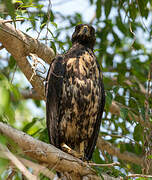 Great Black Hawk