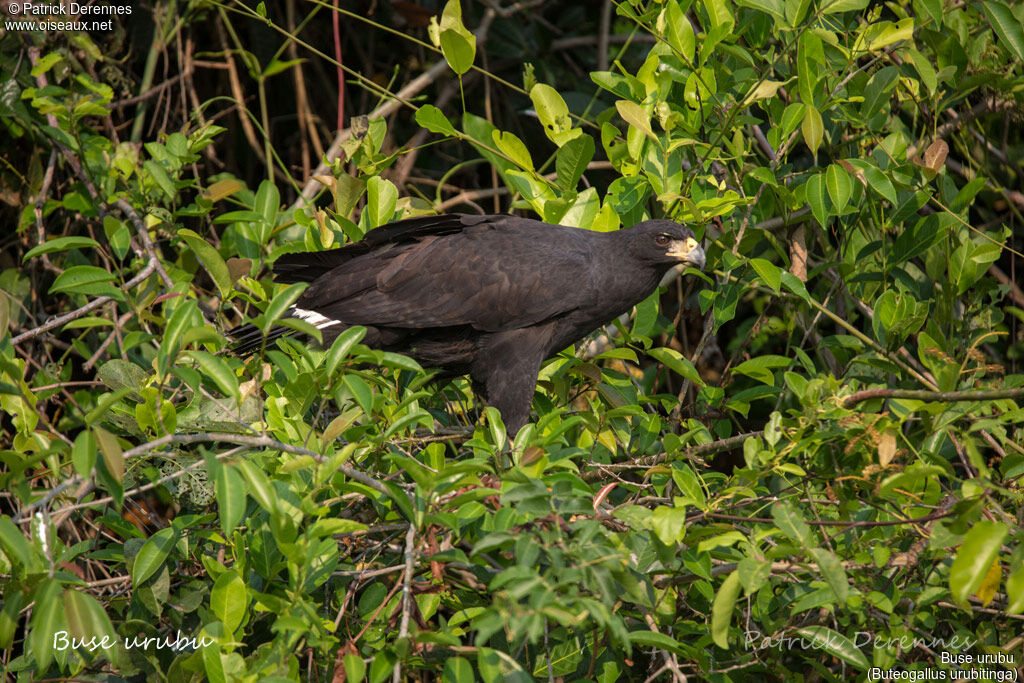 Great Black Hawkadult, identification, habitat