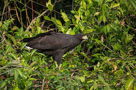 Great Black Hawk