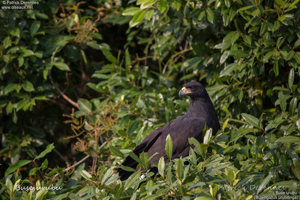 Great Black Hawkadult, identification, habitat