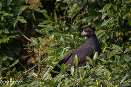 Great Black Hawk