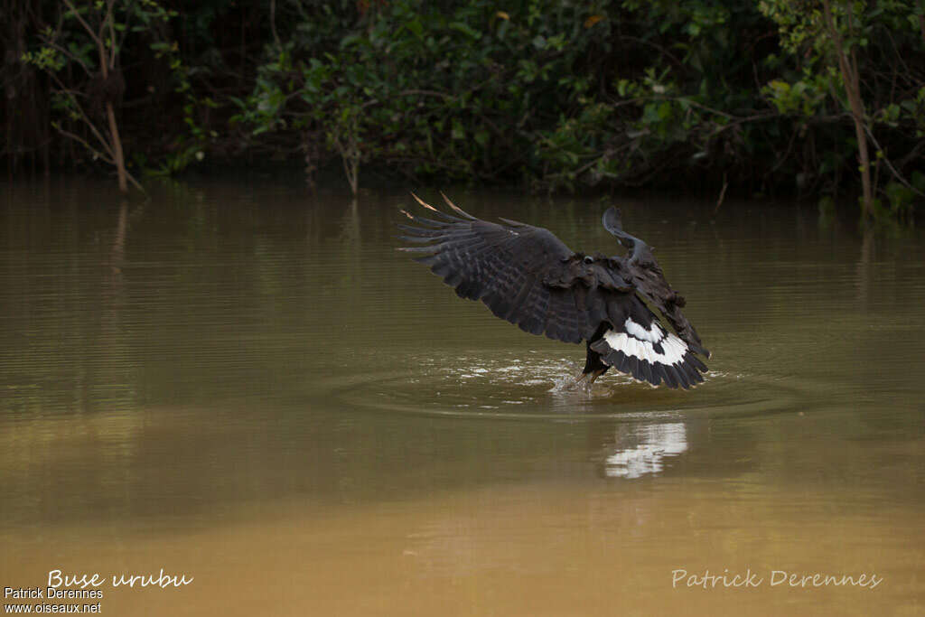 Great Black Hawkadult, feeding habits, fishing/hunting