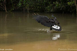 Great Black Hawk