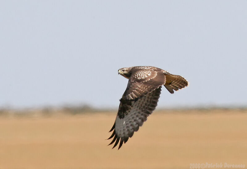 Buse variable