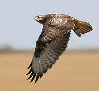 Common Buzzard