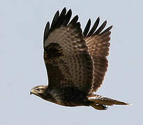 Common Buzzard