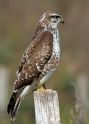 Common Buzzard