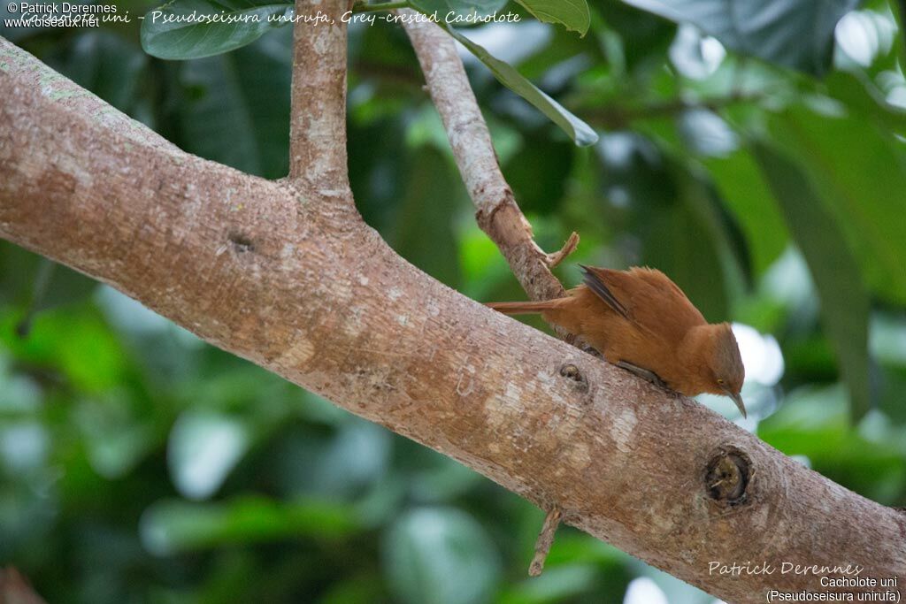 Cacholote uni, identification, habitat