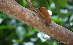 Grey-crested Cacholote