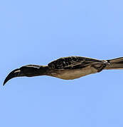 African Grey Hornbill