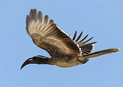 African Grey Hornbill