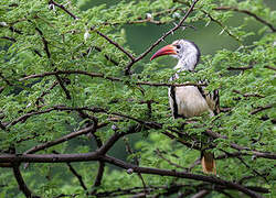 Northern Red-billed Hornbill