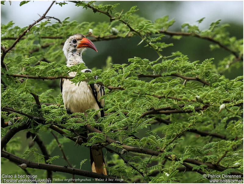 Northern Red-billed Hornbill male adult, identification