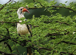 Northern Red-billed Hornbill