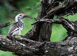 Northern Red-billed Hornbill