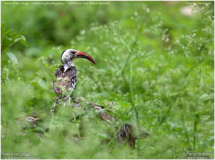 Northern Red-billed Hornbilladult, identification