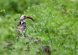 Northern Red-billed Hornbill