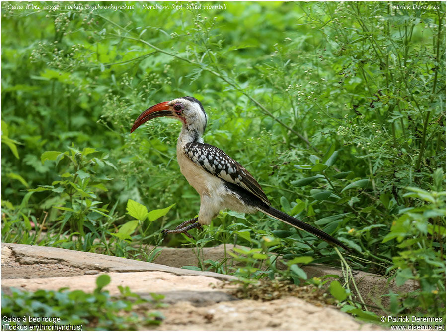 Northern Red-billed Hornbilladult, identification, Behaviour