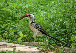 Northern Red-billed Hornbill