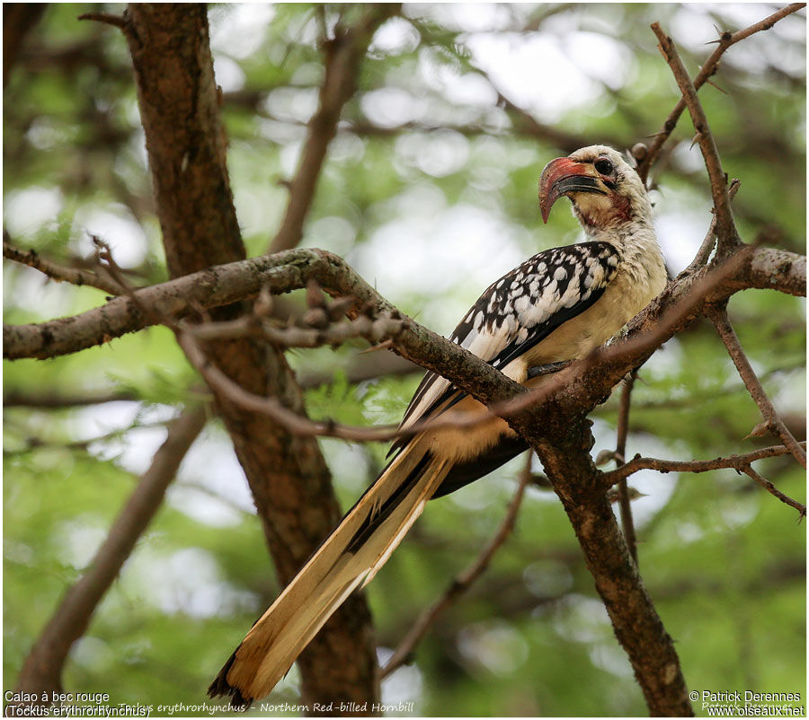 Northern Red-billed Hornbilladult, identification