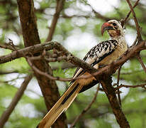 Northern Red-billed Hornbill