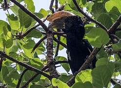 Silvery-cheeked Hornbill