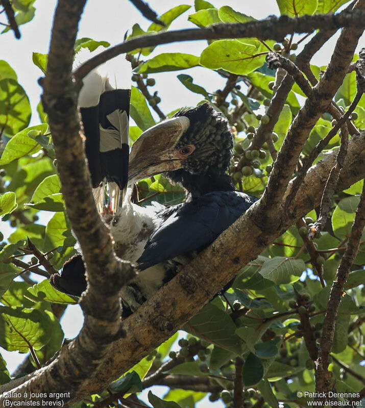 Silvery-cheeked Hornbill female adult, identification