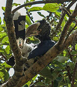 Silvery-cheeked Hornbill