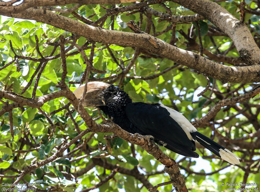 Silvery-cheeked Hornbill male adult, identification