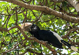 Silvery-cheeked Hornbill