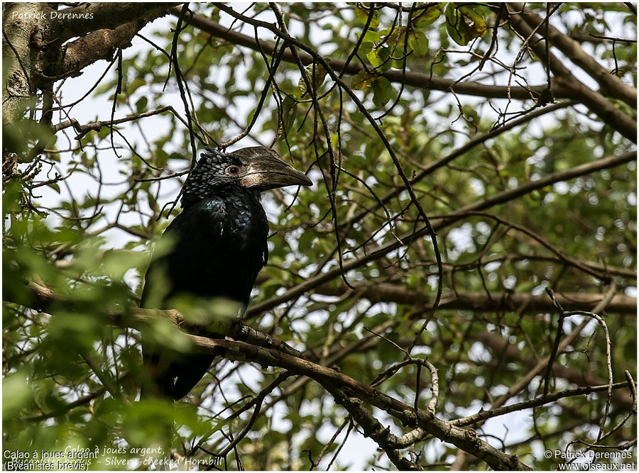 Silvery-cheeked Hornbill female adult, identification