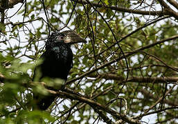 Silvery-cheeked Hornbill